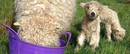 Dora's Grey Faced Dartmoor lambs, Duncan & Doris